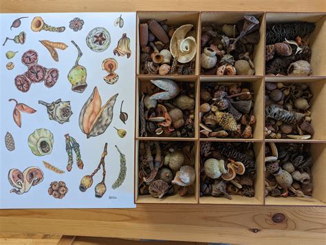 Australian Native Seed Pods Botanical Print Hand Drawn - Etsy Australia