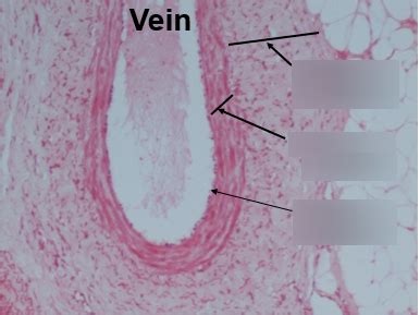 Vein Diagram Quizlet