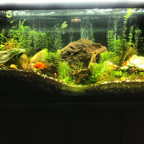 55 Gallon Aquarium Aquascape Aquascape Ideas