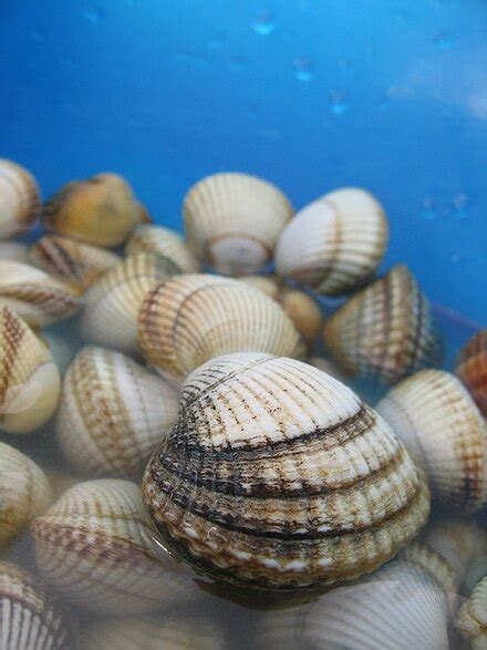 Common Cockle Wikipedia