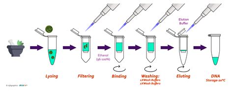 Zx 22103 50 100 Plant Dna Extraction Kit 50 100rxns