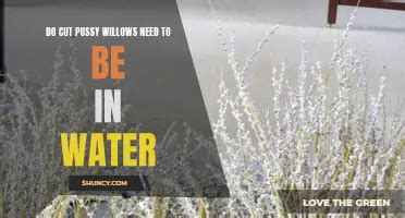 Exploring The Symbolic Meaning Of Pussy Willows Shuncy