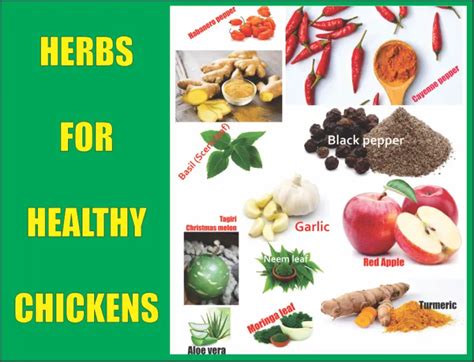 Effective Herbs To Make Chickens Healthy And Disease Free