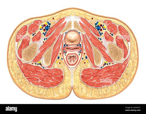 Illustration Of Muscles Of Pelvic Floor Cross Section Cranial View