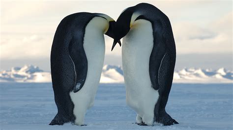 🔥 [40+] Penguin Wallpapers Love | WallpaperSafari