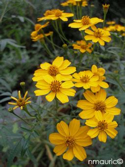 Tagetes Lemmonii Culture Et Entretien De La Tag Te De Lemmon