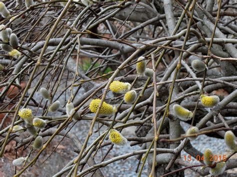 April 2015: Salix caprea ‘Pendula’ & Sarcococca hookeriana var. humilis
