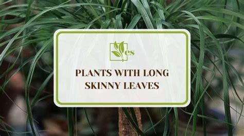 Plants With Long Skinny Leaves You Can Add As Houseplants Evergreen