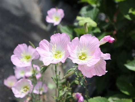 月見草の育て方｜育てる場所や植え付け、植え替えの時期は？