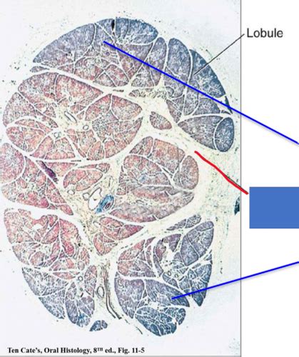 Salivary Glands Flashcards Quizlet