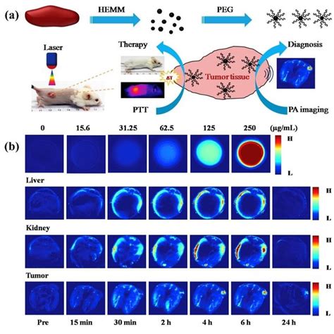 Photoacoustic Imaging And Photothermal Therapy A Schematic Diagram Of