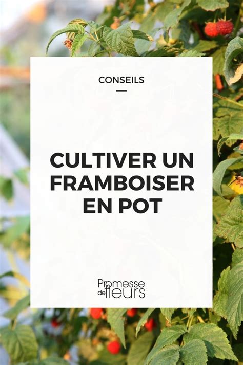 Comment Cultiver Un Framboisier En Pot Promesse De Fleurs