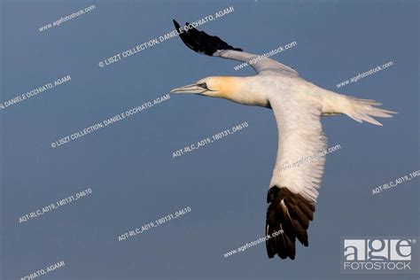 Adult Northern Gannet In Flight Northern Gannet Morus Bassanus Stock