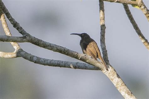 Long Billed Honeyeater Bird Photo Call And Song Melilestes