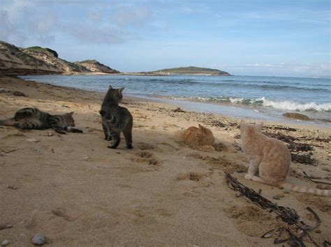 Gatti Di Su Pallosu Assolti I Proprietari Della Colonia Felina A San