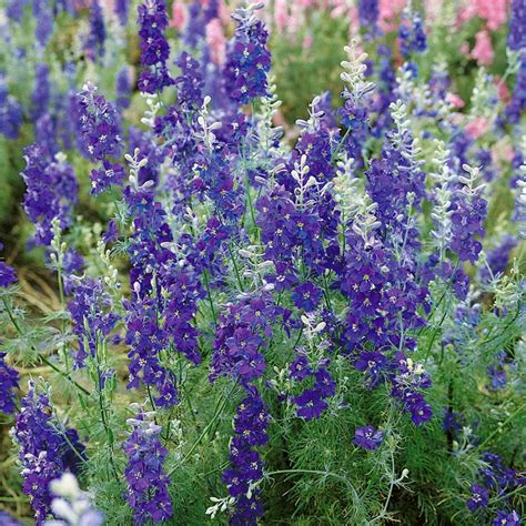 Larkspur Seeds Delphinium Consolida Blue Spire Flower Seed 1000 Seeds