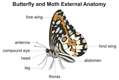 Butterfly science Vectors & Illustrations for Free Download | Freepik