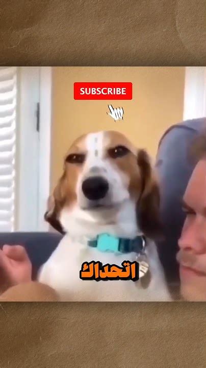 اتحداك ان لا تضحك بعد الفيديو 🤣🤣🤣 مقاطع مضحكة الجزء الأول Youtube