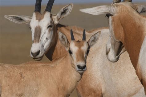 Rewilding The Sahara and The Sahel - Africa Biodiversity Collaborative ...