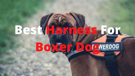 +100 Brilliant Male Boxer Dog Names | Most Badass Male Names