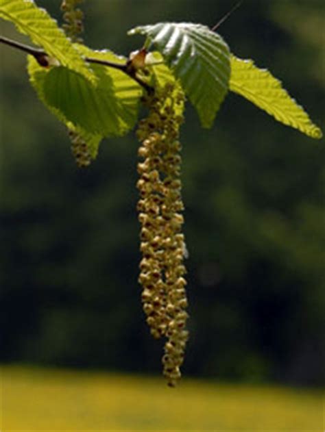 American Hazelnut Trees | Filbert Trees for Sale | Willis Orchards