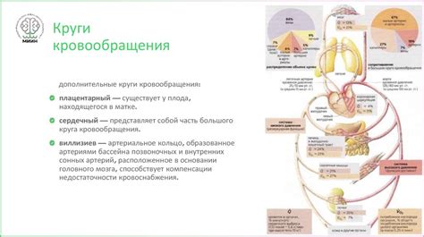 Сердечно-сосудистая система анатомия и физиология - презентация онлайн