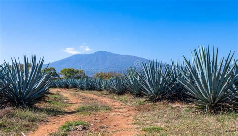 Campo De Agave Azul En Tequila Jalisco M Xico Imagen De Archivo