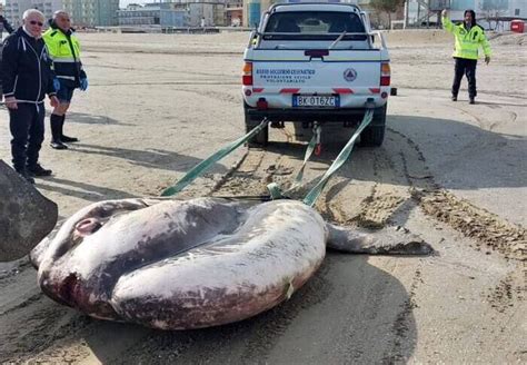 Pesce Luna Di Una Tonnellata Spiaggiato A Cesenatico Gazzetta Del Sud