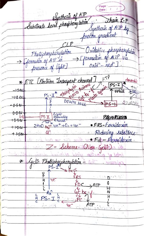 SOLUTION: Synthesis of atp in plants - Studypool