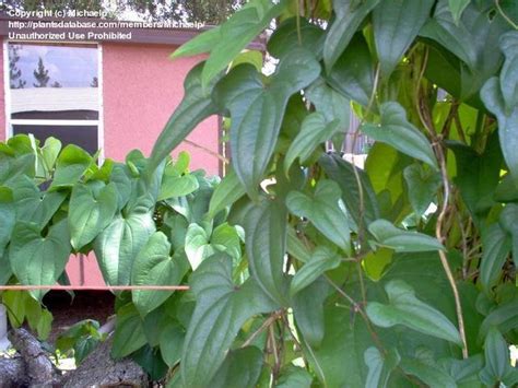 PlantFiles Pictures: Chinese Wild Yam, Cinnamon Vine (Dioscorea ...