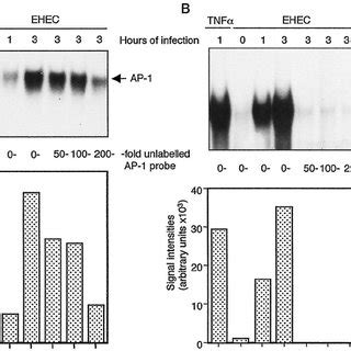 Ehec Infection Induces Ap And Nf B Dna Binding Activity In T