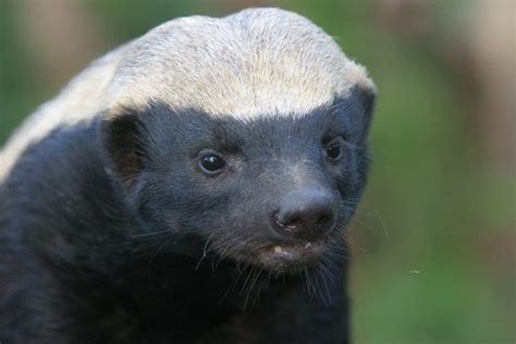 The story of Stoffel the honey badger - Africa Geographic