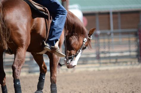 Accreditation Program - Horse Training School