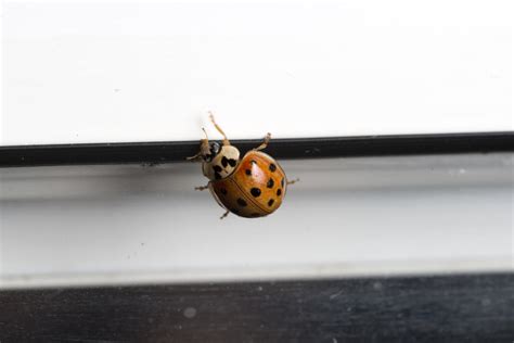 Why Are Ladybugs Infesting My House Rescon Basement Solutions