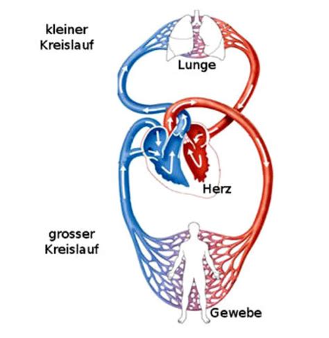 Herz Kreislaufsystem Karteikarten Quizlet