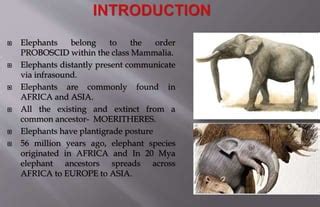 EVOLUTION OF ELEPHANT.pptx