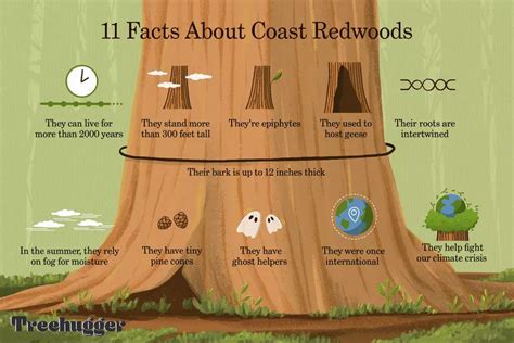 11 Facts About Coast Redwoods The Tallest Trees In The World Sequoia