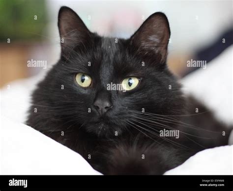 A Handsome Long Haired Black Pussy Cat Stock Photo Alamy