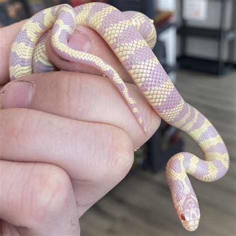 Albino Banded Kingsnake - Predator and Prey Exotics