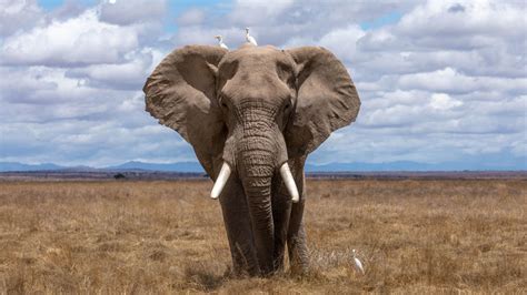 Why Do Elephants Have Tusks Taman Safari Bali