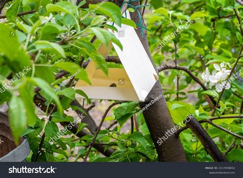 4 Hundred Sex Pheromone Royalty Free Images Stock Photos Pictures Shutterstock