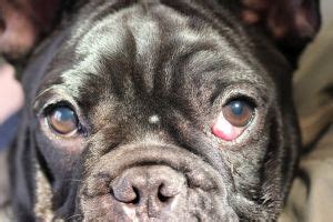 Cherry Eye Vorfall und Vergrößerung der Nickhautdrüse Prolaps und