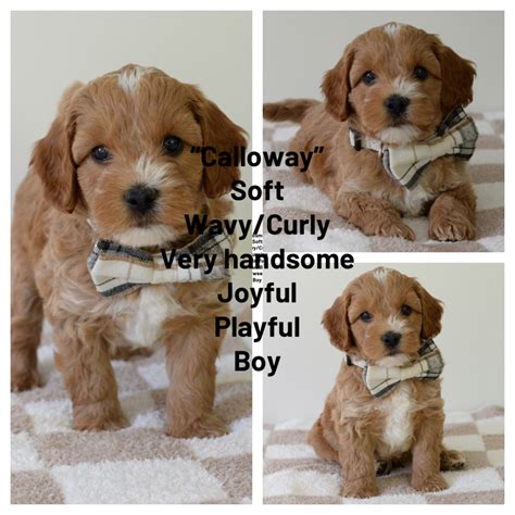 Multi Generation Mini Goldendoodle Puppies Our Dazzling Doodles