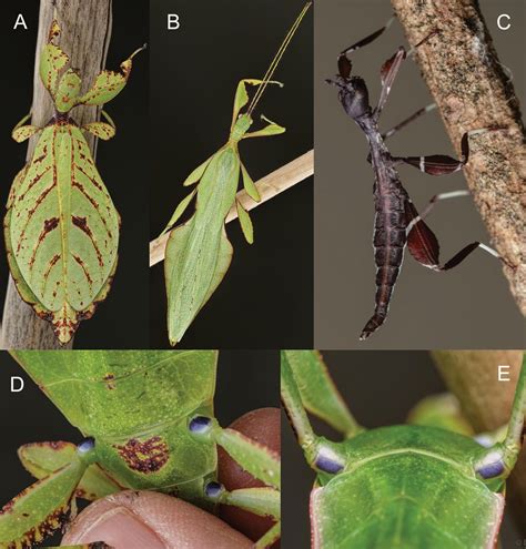 Notes On The Leaf Insects Of The Genus Phyllium Of Sumatra And Java Indonesia Including The