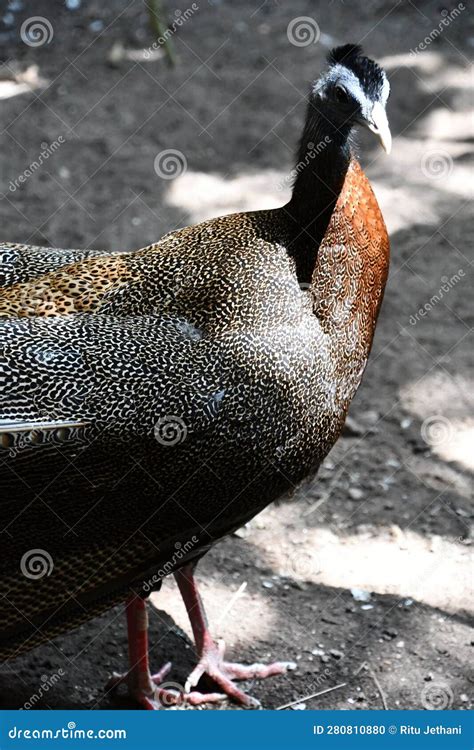 A Great Argus Pheasant stock photo. Image of malayan - 280810880