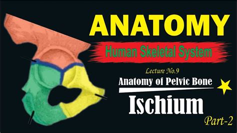 Ischium Anatomy Anatomy Of Hip Bone Features Of Ischial Bone