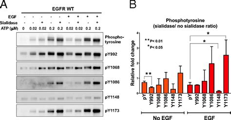 Effect Of Sialylation On Egfr Phosphorylation And Resistance To