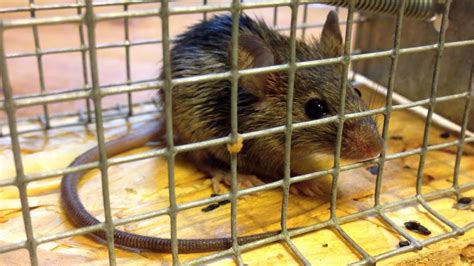 Pussy The Mouse YouTube