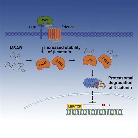 Direct Targeting Of β Catenin By A Small Molecule Stimulates