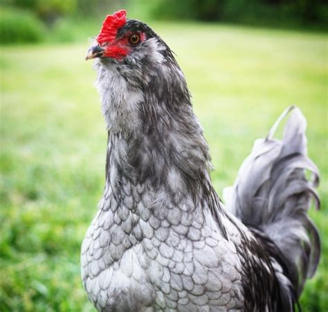 Ameraucana x australorp rooster | Animals, Chicks, Chickens